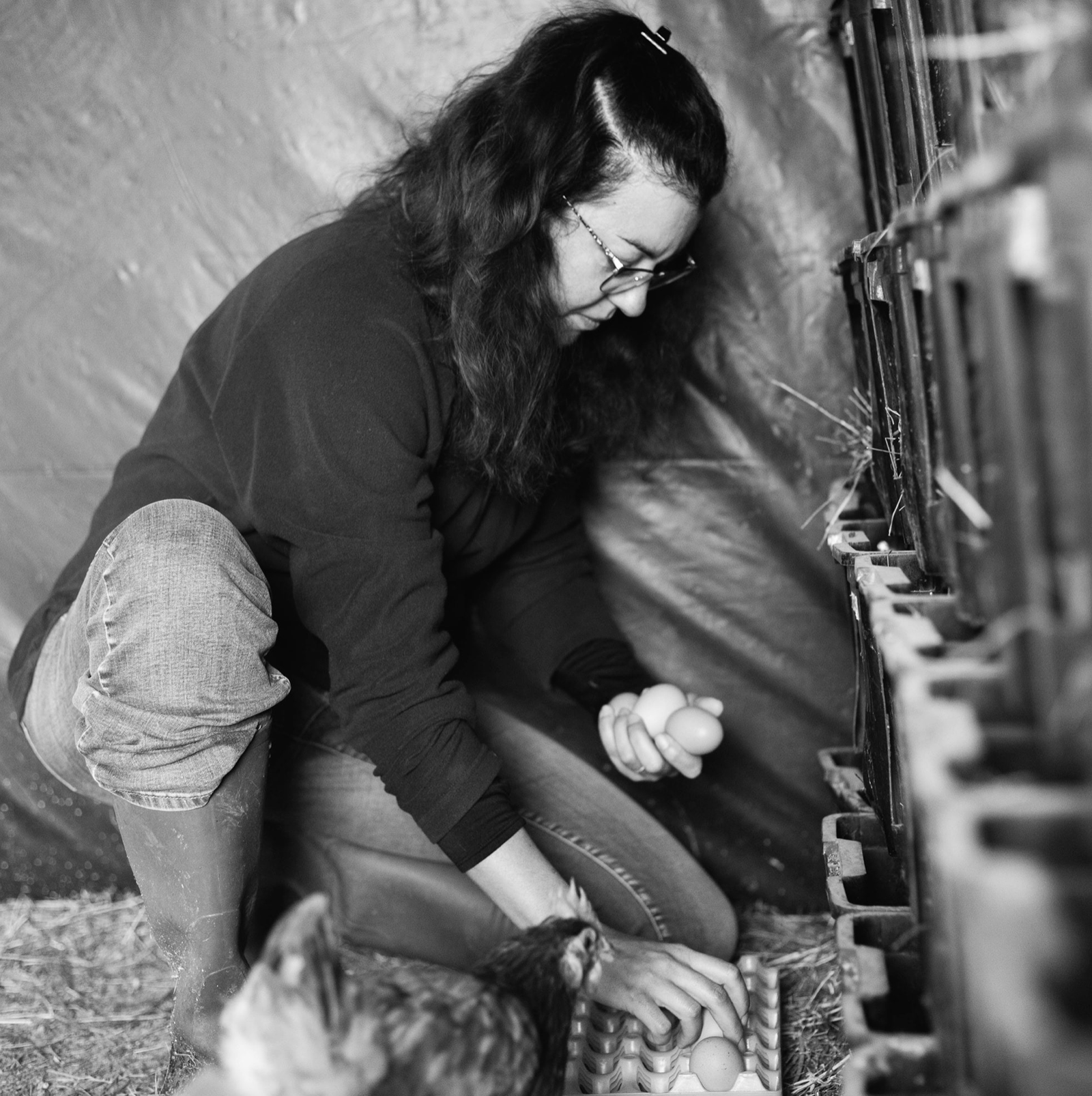 La Galiniero – élevage de pintades en plein air à Seillans