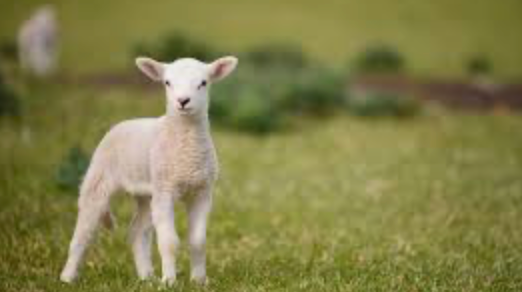 Agneau et charcuterie locale du Var