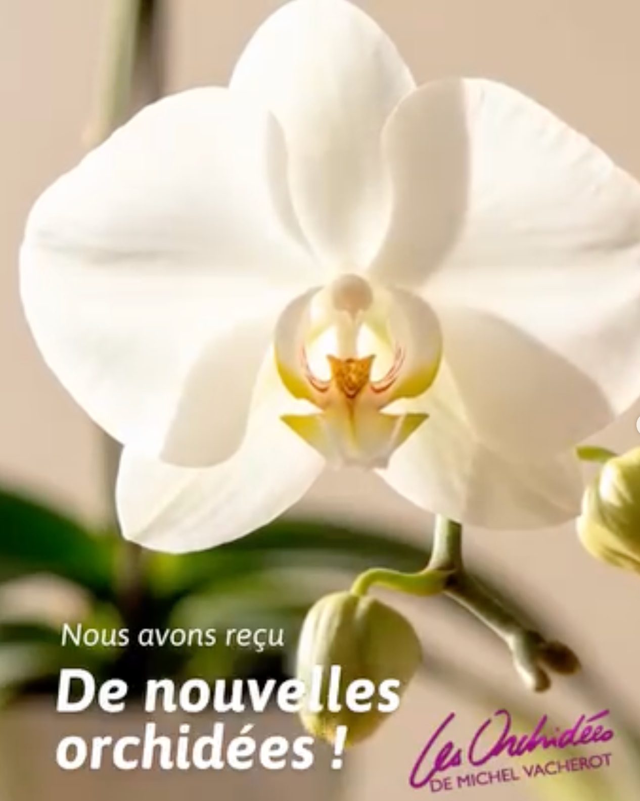 Rayon produits locaux chez Ô Paysans Puget-sur-Argens