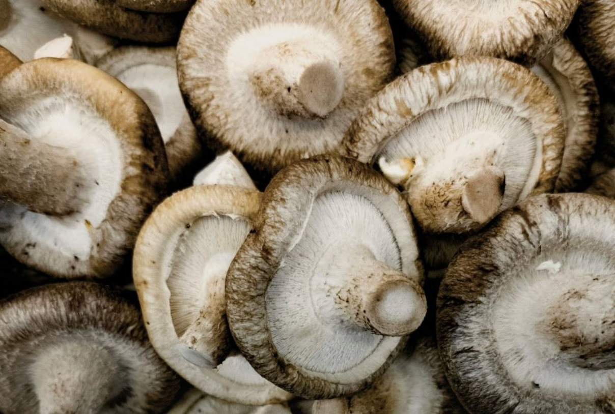Champignons et plantes sauvages du Var chez Ô Paysans