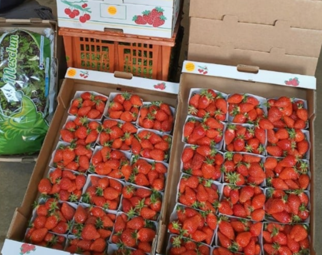 Fruits de saison locaux – agrumes, kiwis, variétés du Var