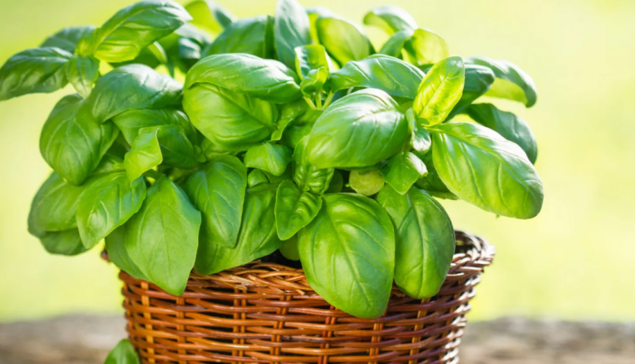 Basilic frais local producteur Var