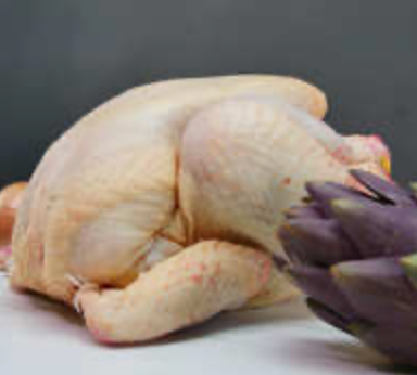 Pintade plein air élevée par Audrey Chirouse à Seillans